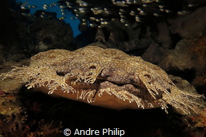 The Master of camouflage - frontal shot of a wobbegong by Andre Philip 